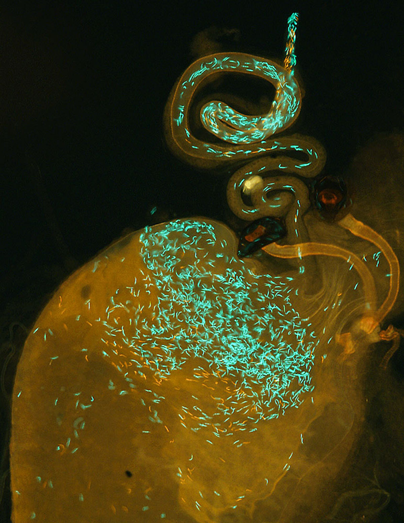 Illustration for article titled Sperm Wars Can Create New Species